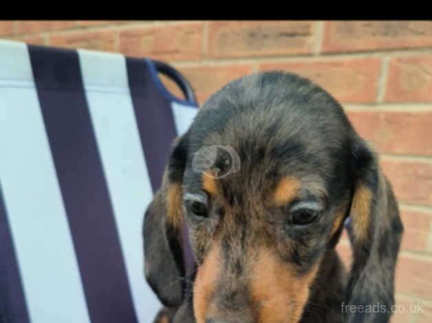 Dachshund Puppies for sale in Leicestershire