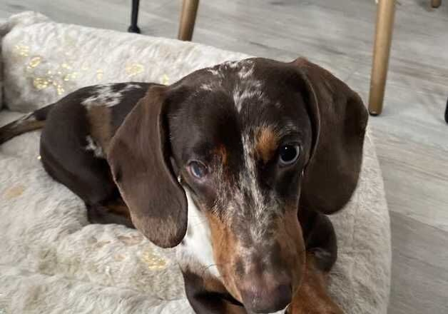 Chocolate Dapple Dachshund (Male) for sale in Bristol, Bristol