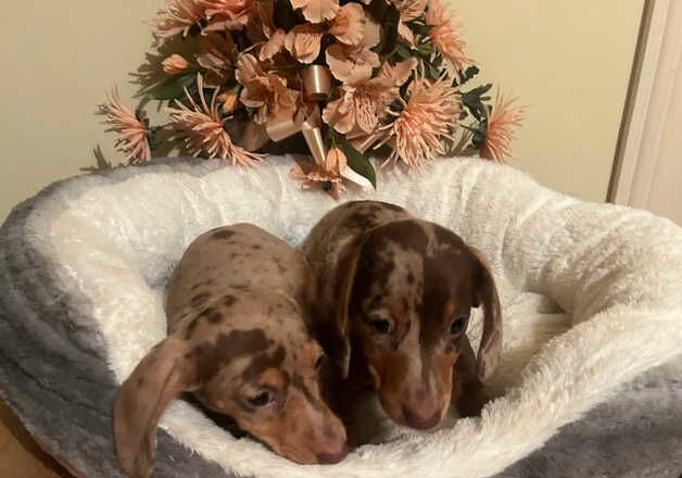 chocolate dapple dachshund puppies for sale in Downham Market, Norfolk