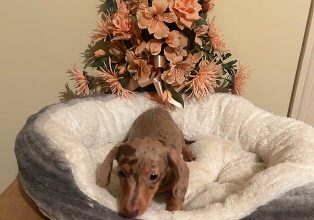 chocolate dapple dachshund puppies for sale in Downham Market, Norfolk - Image 2