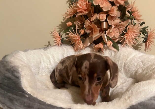 chocolate dapple dachshund puppies for sale in Downham Market, Norfolk - Image 3