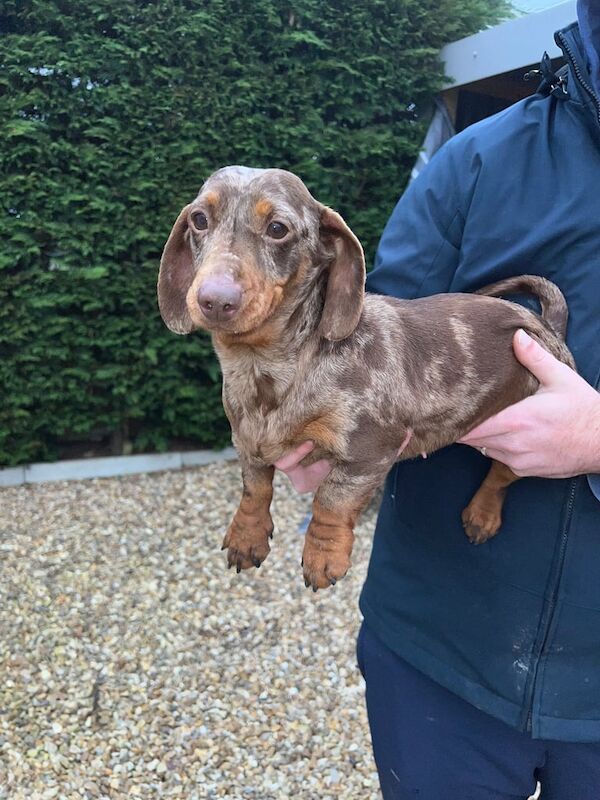 Chocolate Dapple Miniature Dachshund Girl for sale in Newark, Cambridgeshire