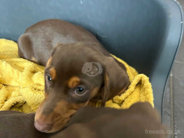 Chocolate male miniature dachshund for sale in Denbigh/Dinbych, Denbighshire