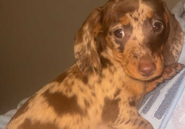 chocolate merle female miniature sausage dog puppy for sale in Swansea/Abertawe, Swansea