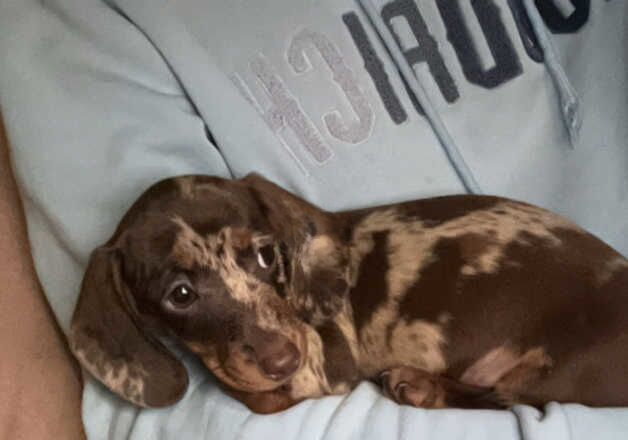 chocolate merle female miniature sausage dog puppy for sale in Swansea/Abertawe, Swansea - Image 2