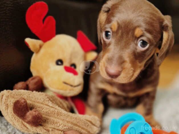 Chocolate Minature Dachshund Male for sale in Pontefract, West Yorkshire