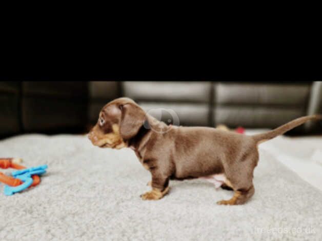 Dachshund Puppies for sale in West Yorkshire