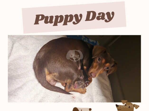 Dachshund Puppies for sale