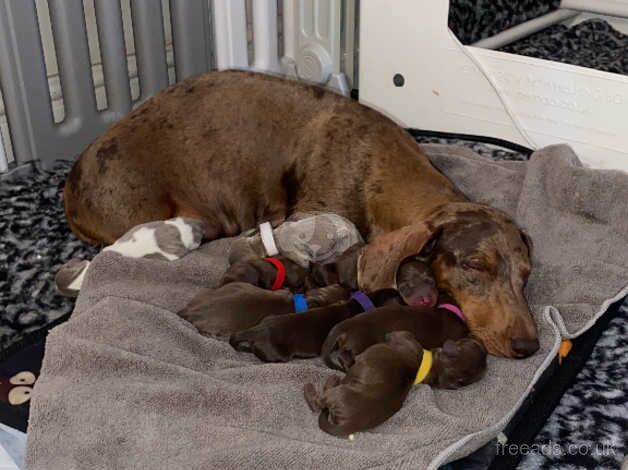 Chocolate & Tan Dachshund Puppies for sale in Burton On Trent, Staffordshire