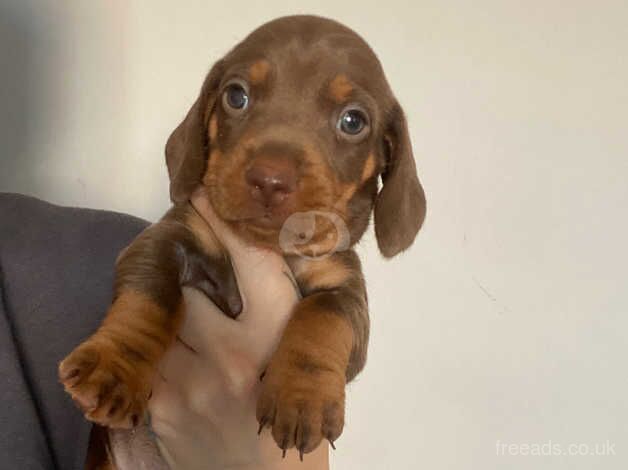 Chocolate & Tan Dachshund Puppies for sale in Burton On Trent, Staffordshire - Image 2