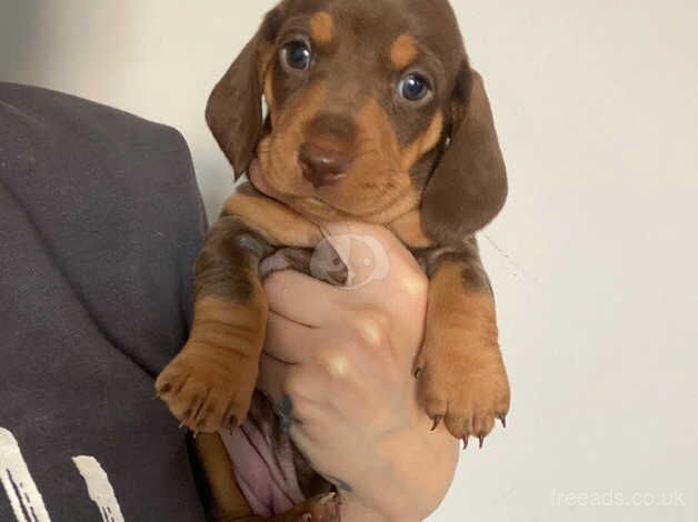 Chocolate & Tan Dachshund Puppies for sale in Burton On Trent, Staffordshire - Image 3