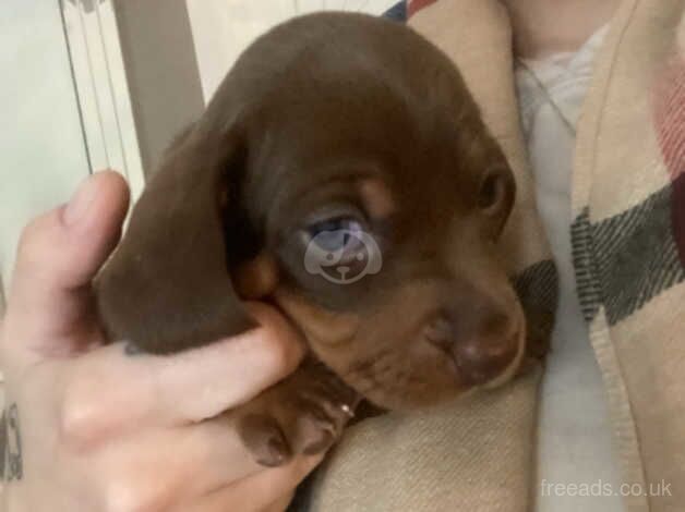 Chocolate & Tan Dachshund Puppies for sale in Burton On Trent, Staffordshire - Image 4