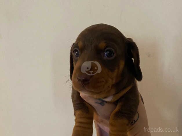 Chocolate & Tan Dachshund Puppies for sale in Burton On Trent, Staffordshire - Image 5