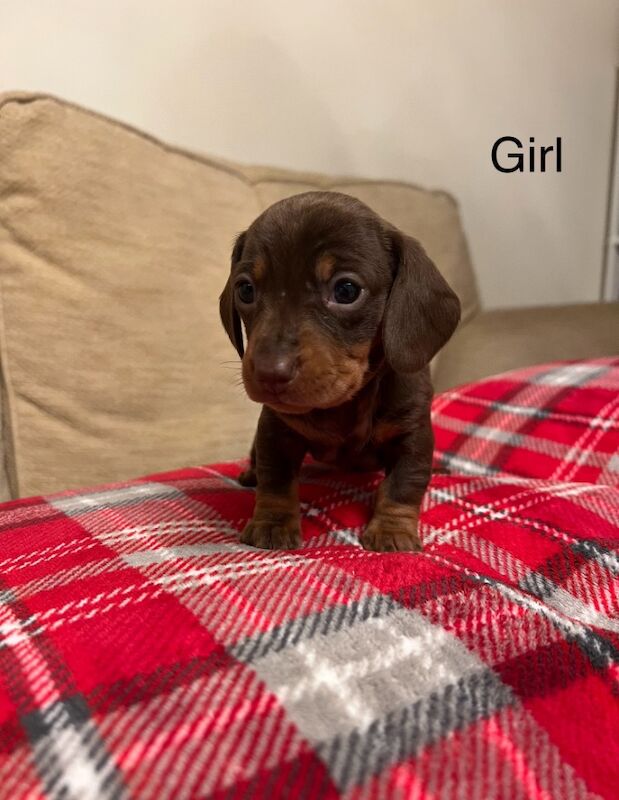 Chocolate & Tan Mini Smooth Dachshund puppies for sale in Carmarthen/Caerfyrddin, Carmarthenshire