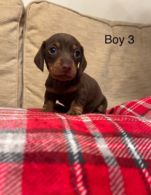 Chocolate & Tan Mini Smooth Dachshund puppies for sale in Carmarthen/Caerfyrddin, Carmarthenshire - Image 2