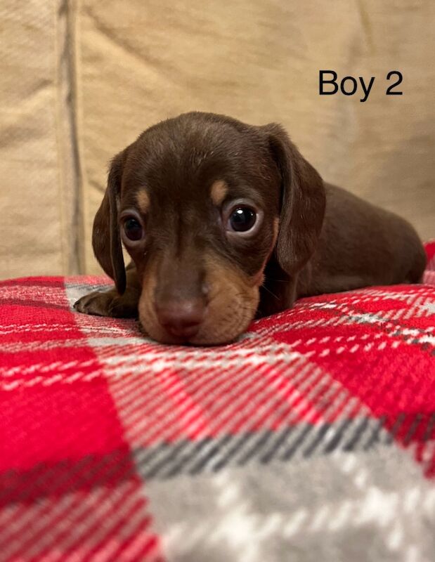 Chocolate & Tan Mini Smooth Dachshund puppies for sale in Carmarthen/Caerfyrddin, Carmarthenshire - Image 3