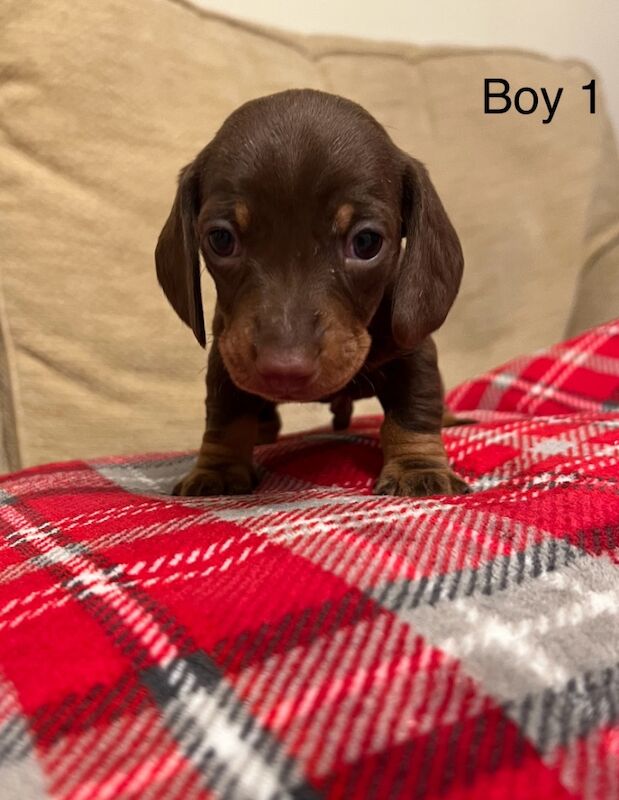 Chocolate & Tan Mini Smooth Dachshund puppies for sale in Carmarthen/Caerfyrddin, Carmarthenshire - Image 4