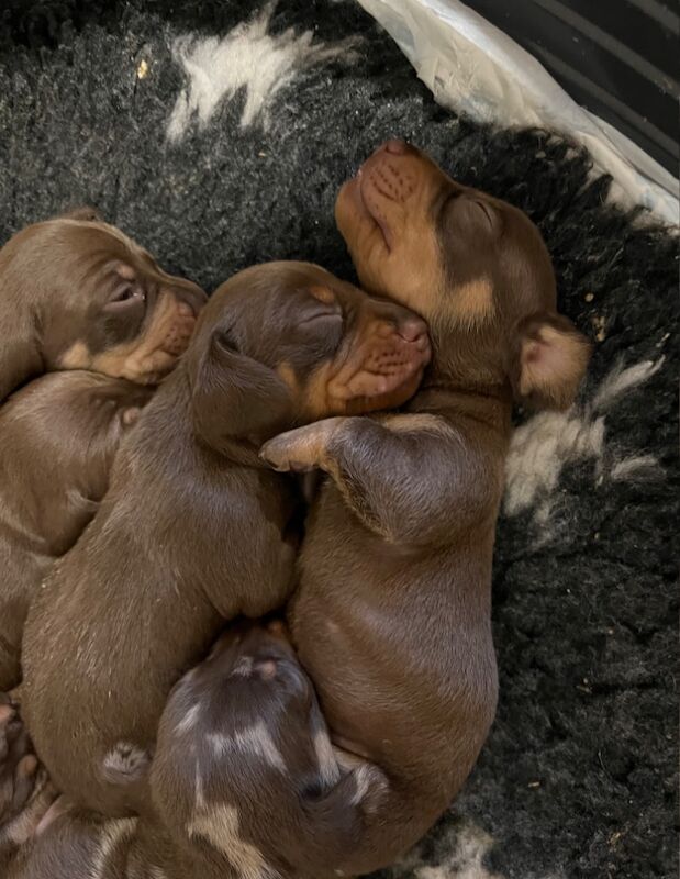 Chocolate & Tan Mini Smooth Dachshund puppies for sale in Carmarthen/Caerfyrddin, Carmarthenshire - Image 5