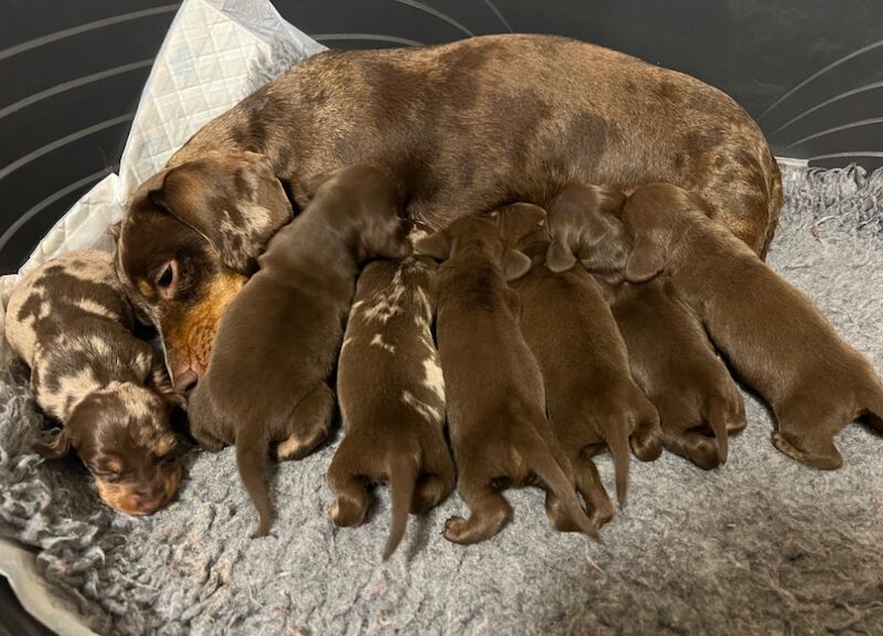 Chocolate & Tan Mini Smooth Dachshund puppies for sale in Carmarthen/Caerfyrddin, Carmarthenshire - Image 6