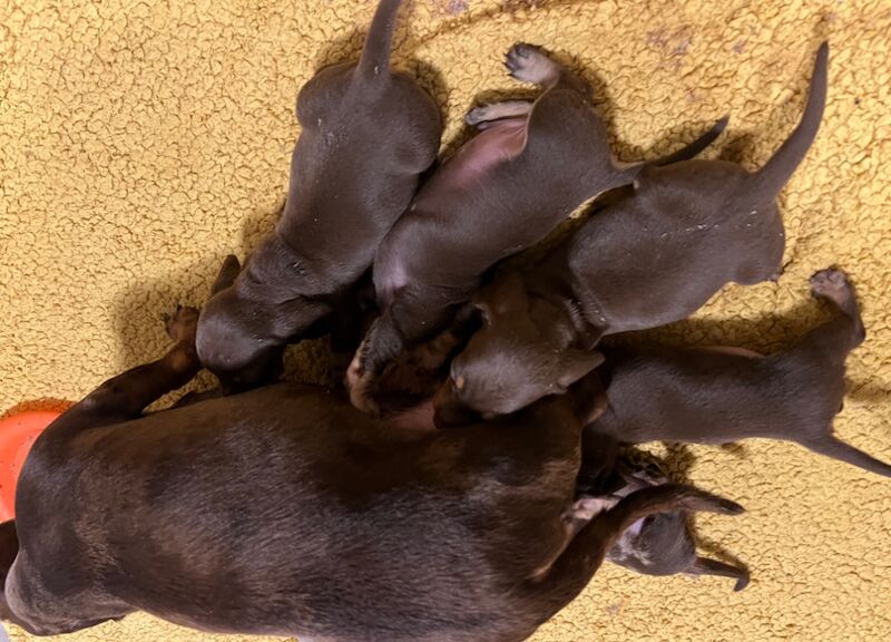 Chocolate & Tan Mini Smooth Dachshund puppies for sale in Carmarthen/Caerfyrddin, Carmarthenshire - Image 7