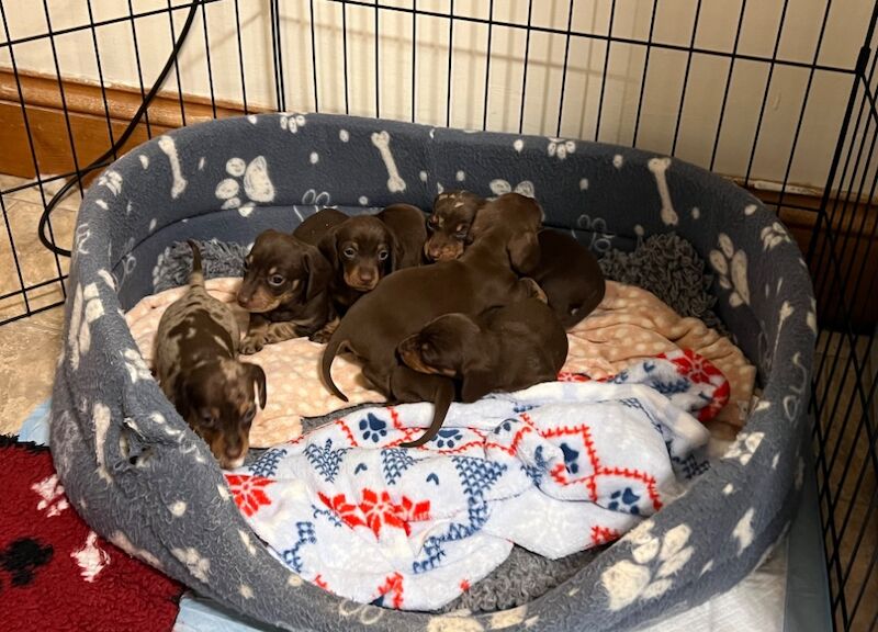 Chocolate & Tan Mini Smooth Dachshund puppies for sale in Carmarthen/Caerfyrddin, Carmarthenshire - Image 8