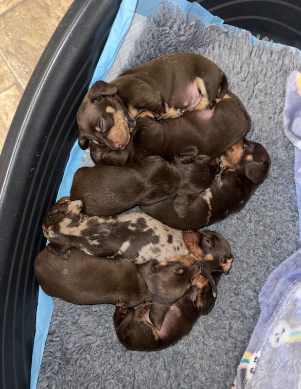 Chocolate & Tan Mini Smooth Dachshund puppies for sale in Carmarthen/Caerfyrddin, Carmarthenshire - Image 9