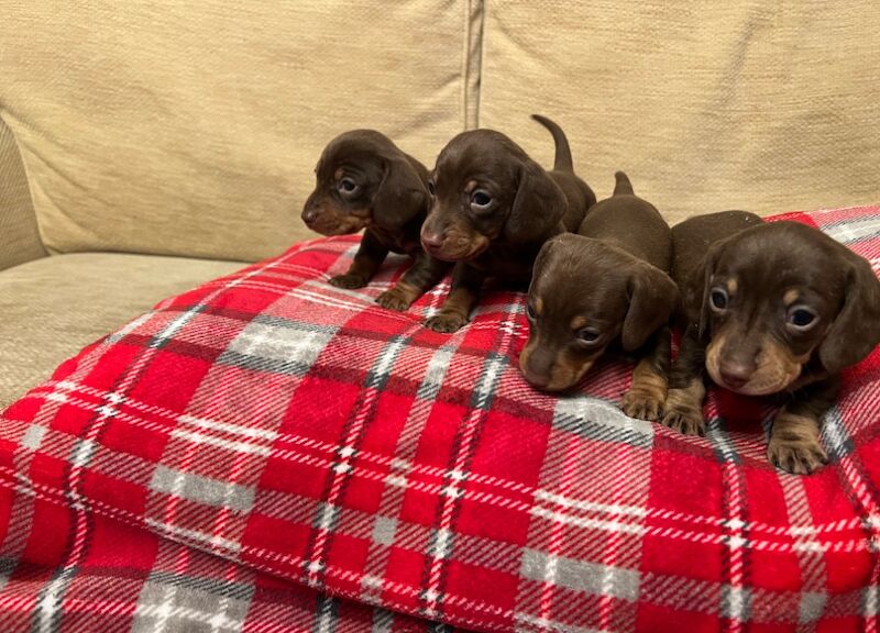 Chocolate & Tan Mini Smooth Dachshund puppies for sale in Carmarthen/Caerfyrddin, Carmarthenshire - Image 10