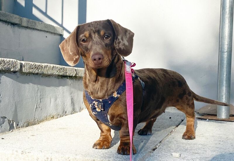 Chocolate & Tan Mini Smooth Dachshund puppies for sale in Carmarthen/Caerfyrddin, Carmarthenshire - Image 11