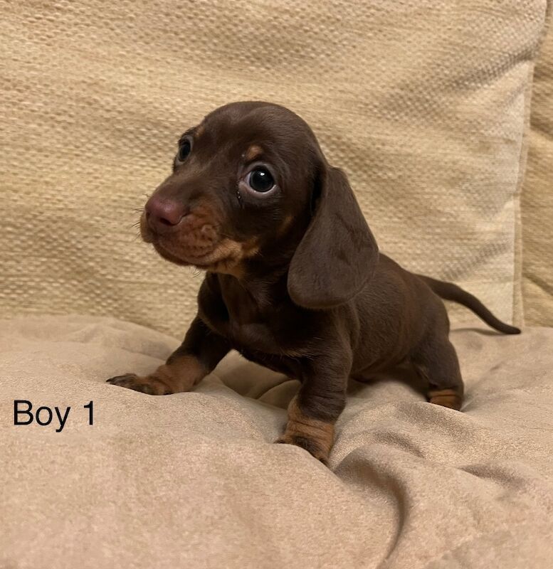 Chocolate & Tan Mini Smooth Dachshund puppies for sale in Carmarthen/Caerfyrddin, Carmarthenshire