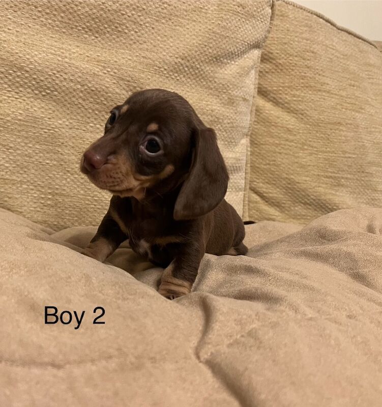 Chocolate & Tan Mini Smooth Dachshund puppies for sale in Carmarthen/Caerfyrddin, Carmarthenshire - Image 2