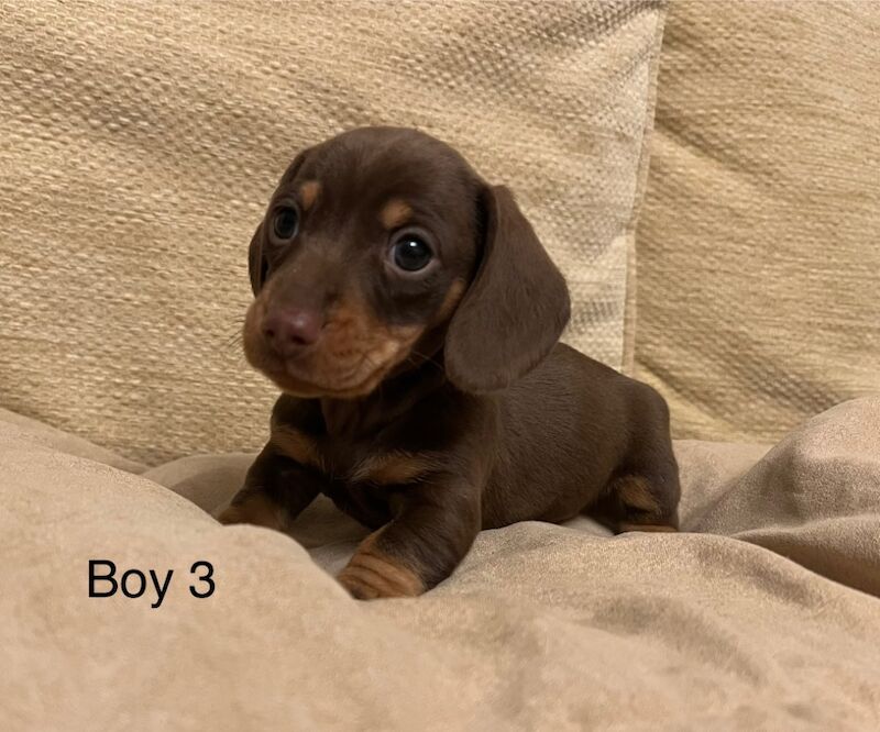 Chocolate & Tan Mini Smooth Dachshund puppies for sale in Carmarthen/Caerfyrddin, Carmarthenshire - Image 3