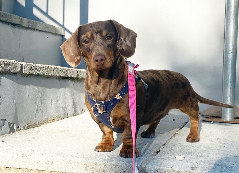 Chocolate & Tan Mini Smooth Dachshund puppies for sale in Carmarthen/Caerfyrddin, Carmarthenshire - Image 4