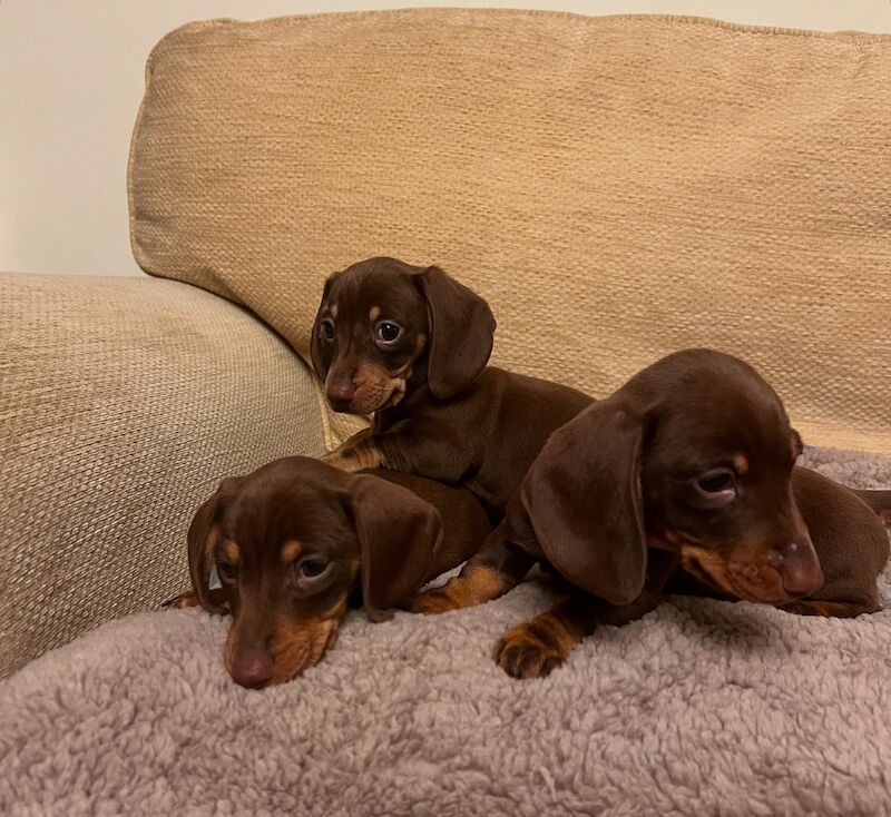 Chocolate & Tan Mini Smooth Dachshund puppies for sale in Carmarthen/Caerfyrddin, Carmarthenshire - Image 5