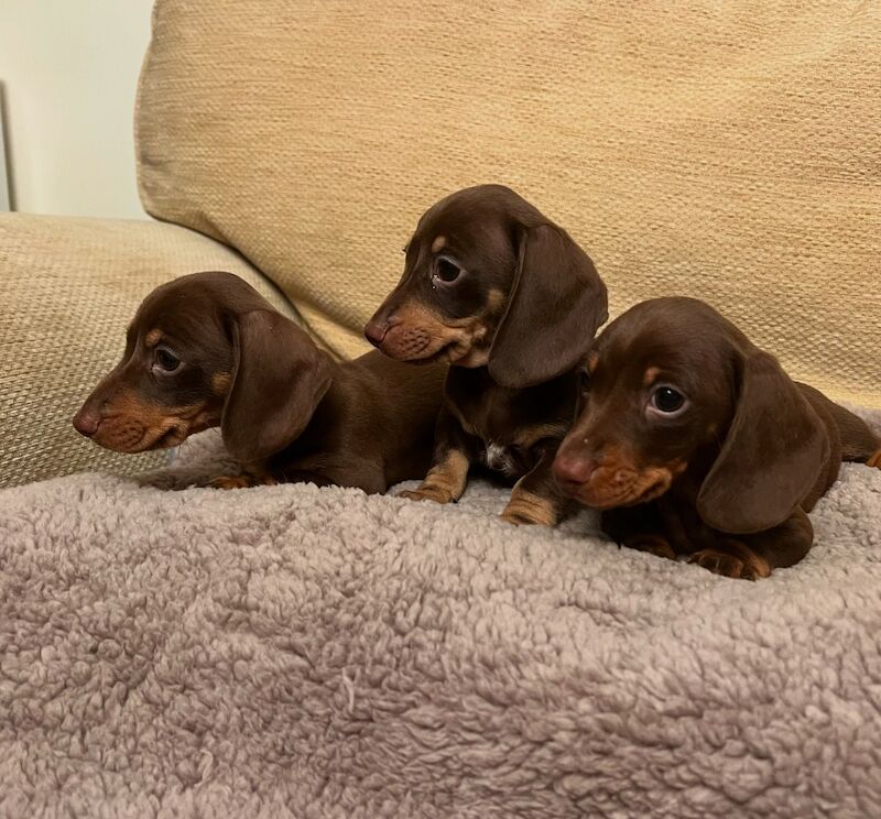 Chocolate & Tan Mini Smooth Dachshund puppies for sale in Carmarthen/Caerfyrddin, Carmarthenshire - Image 6