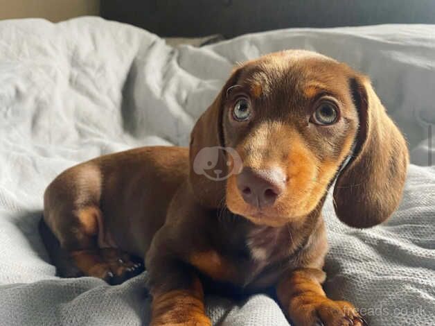 Chocolate & tan miniature dachshund for sale in Glasgow, Glasgow City