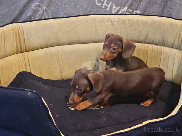 Chocolate&tan dachshunds for sale in Rotherham, South Yorkshire - Image 1