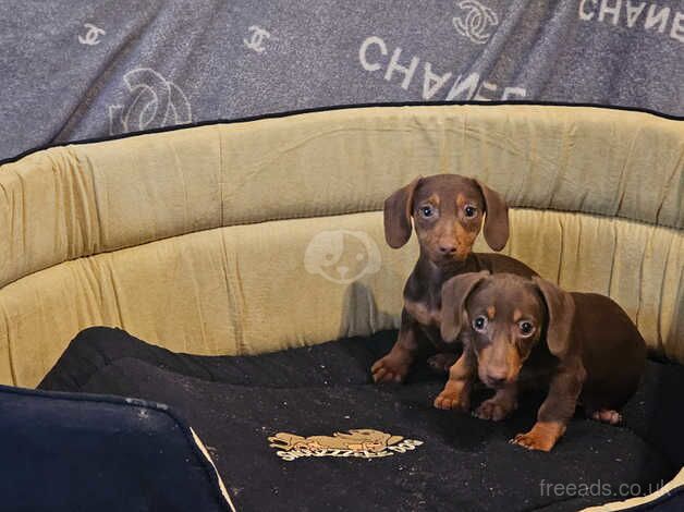 Chocolate&tan dachshunds for sale in Rotherham, South Yorkshire - Image 2