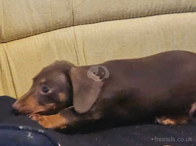 Dachshund Puppies for sale in South Yorkshire