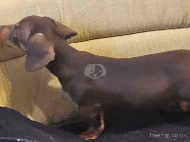 Dachshund Puppies for sale