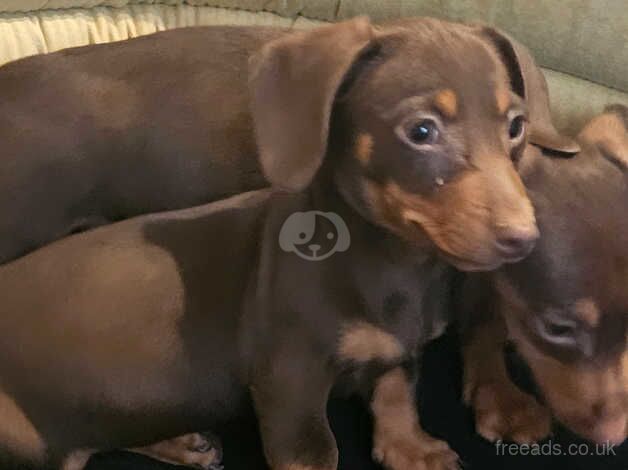 Chocolate&tan dachshunds for sale in Rotherham, South Yorkshire - Image 5