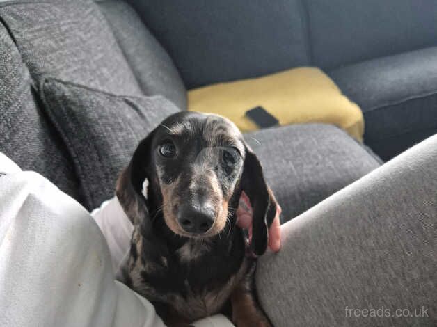 Dachshunds for sale in Hengoed, Caerphilly