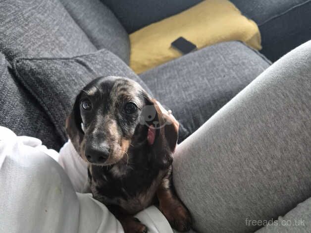 Dachshund Puppies for sale in Caerphilly