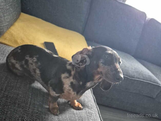 Dachshund Puppies for sale