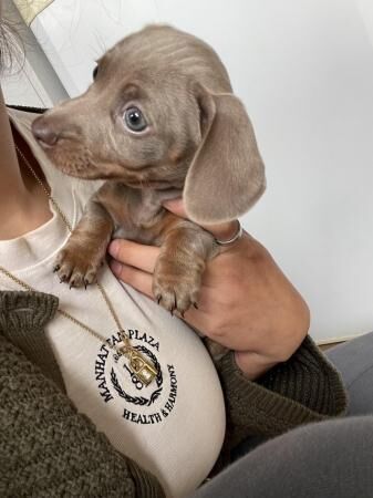 COLLECT THIS SATURDAY TRUE MINI DACHSHUND for sale in Pinner, Harrow, Greater London - Image 1