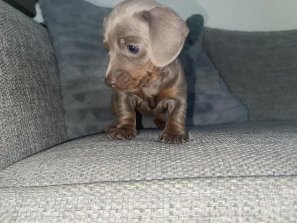 COLLECT THIS SATURDAY TRUE MINI DACHSHUND for sale in Pinner, Harrow, Greater London - Image 2