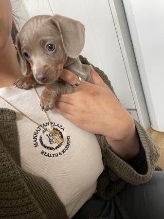 COLLECT THIS SATURDAY TRUE MINI DACHSHUND for sale in Pinner, Harrow, Greater London - Image 3