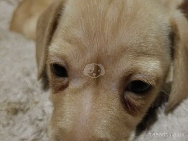 Cream Dachshunds for sale in Cardiff, Cardiff - Image 1