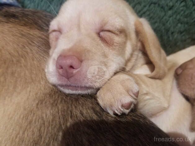 Cream Dachshunds for sale in Cardiff, Cardiff - Image 5