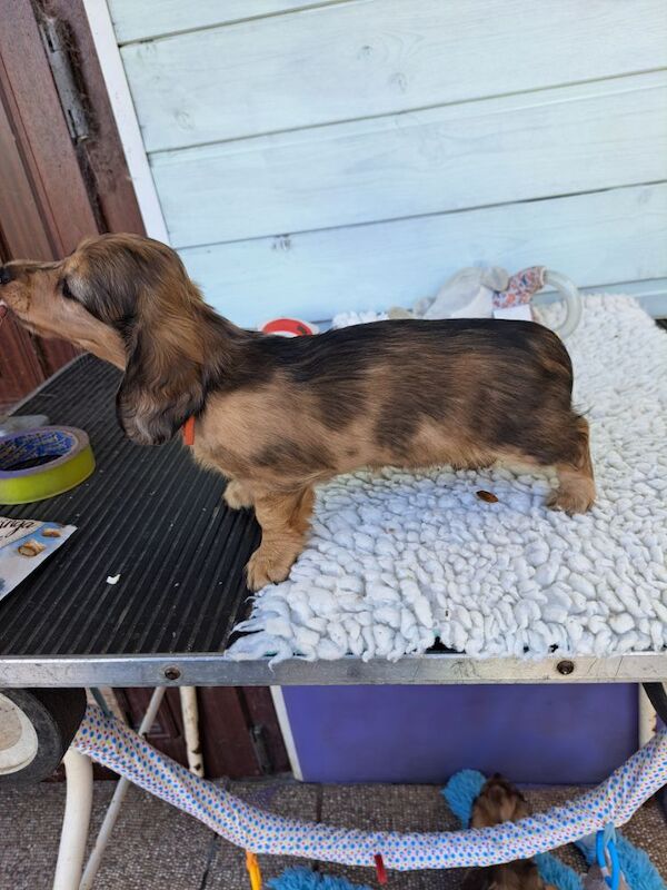 Cream Dapple mini Longhair kc, pra clear for sale in Wisbech, Cambridgeshire - Image 5