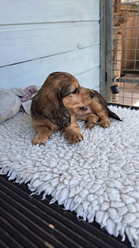 Cream Dapple mini Longhair kc, pra clear for sale in Wisbech, Cambridgeshire - Image 6